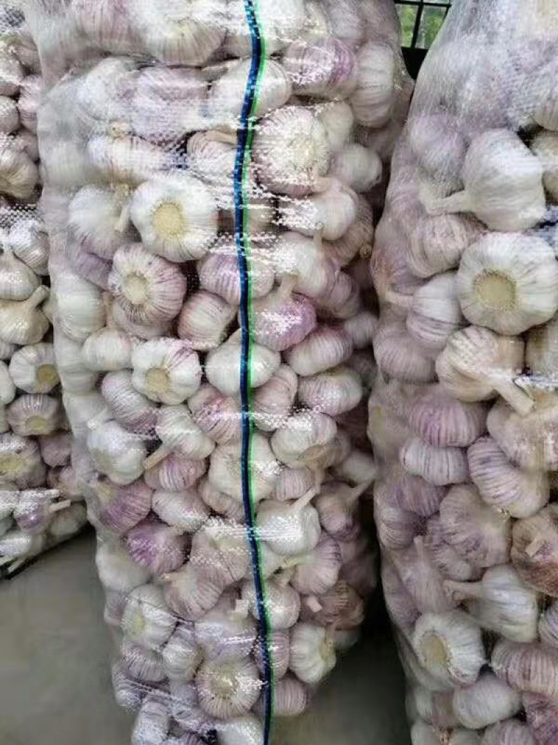 金乡优质大蒜