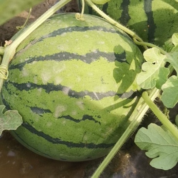 茶淀西瓜300亩