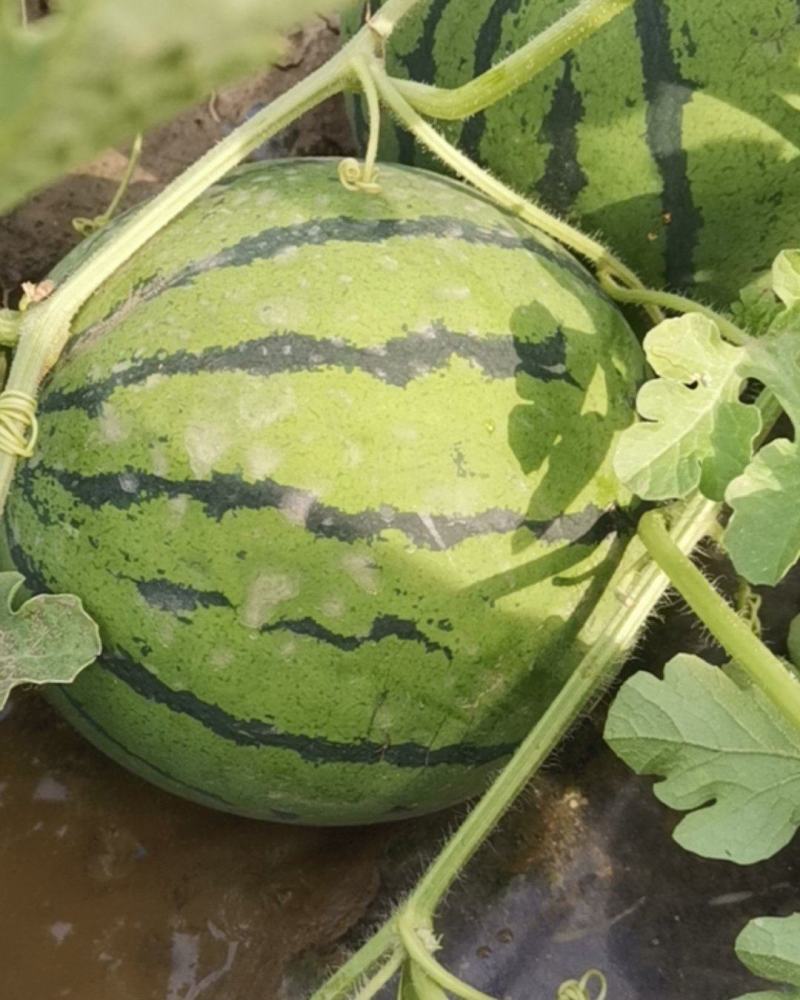 茶淀西瓜300亩