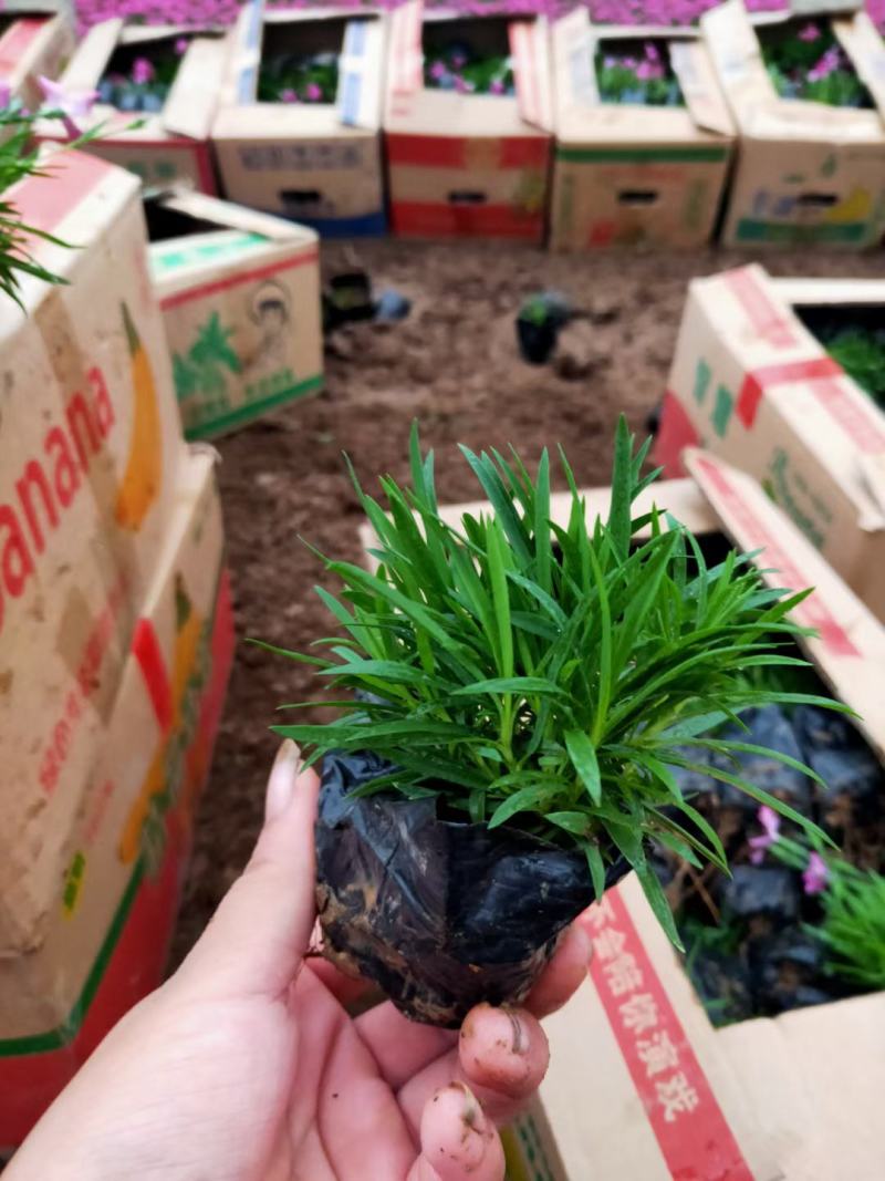 山东青州欧石竹基地直发可视频看货量大价优