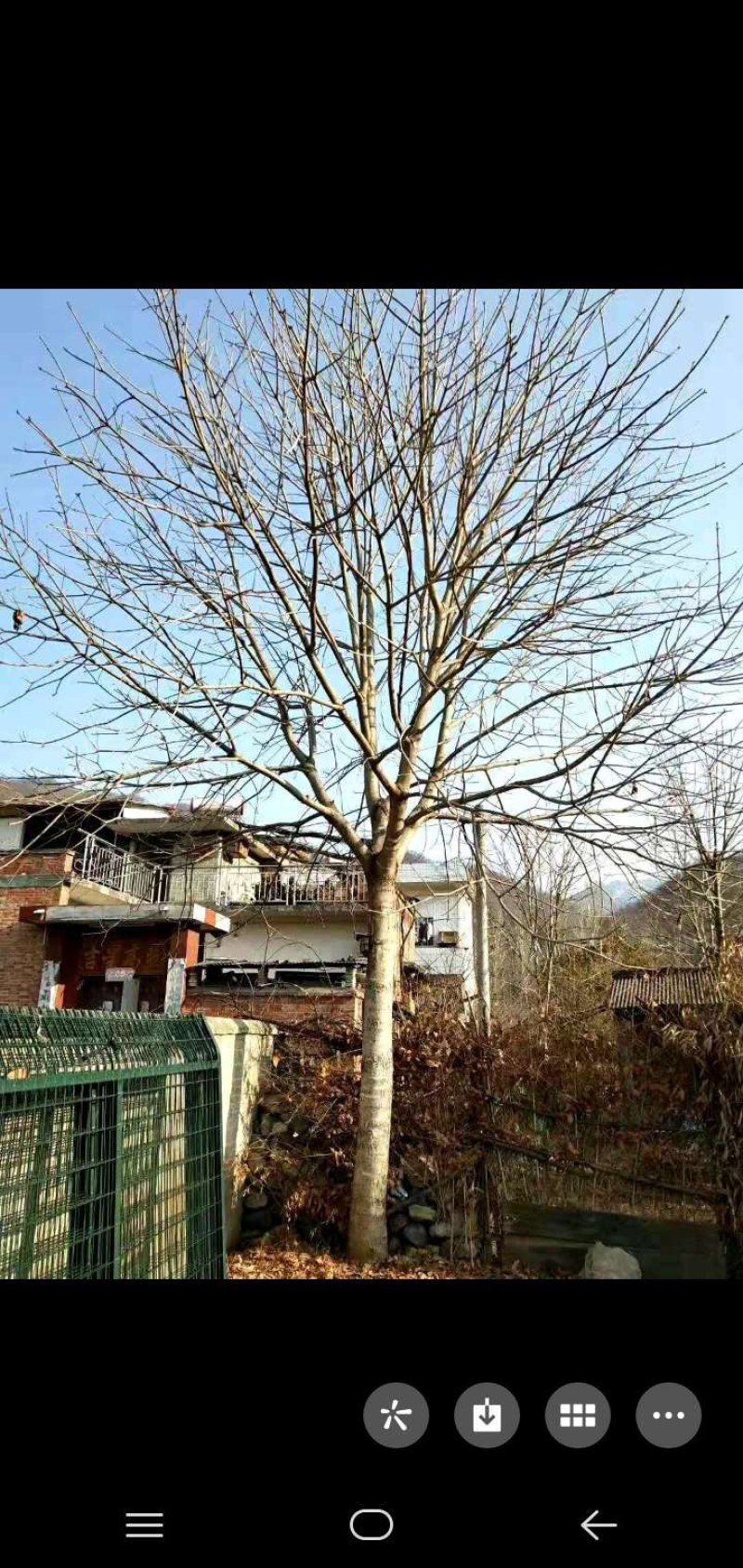 20公分七叶树