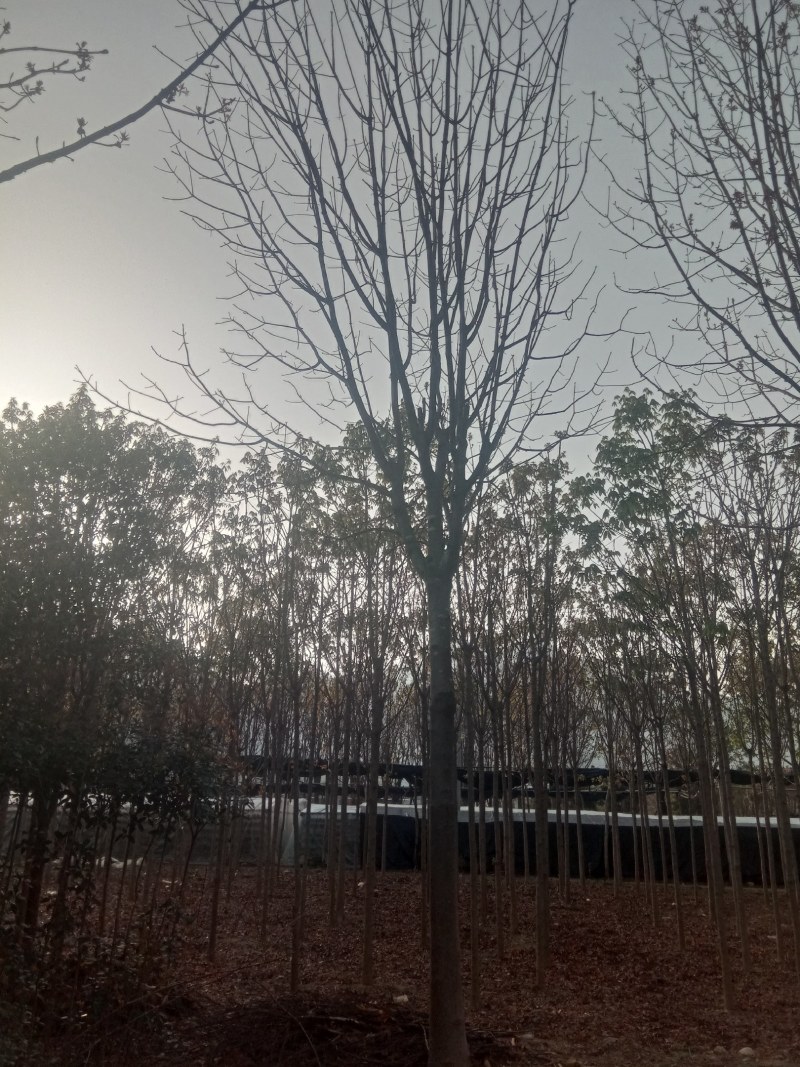 20公分七叶树