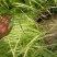 金叶石菖蒲青州学起花卉基地直销一手货源