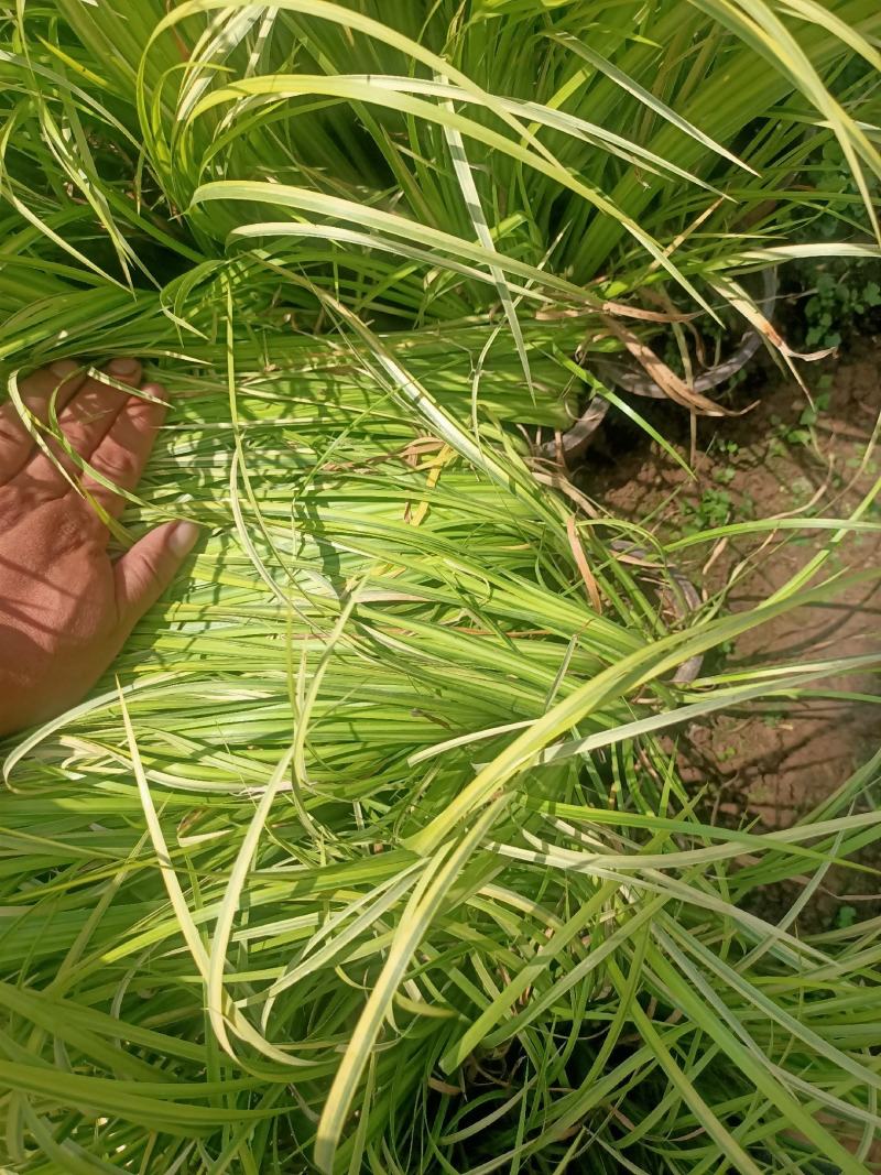 金叶石菖蒲青州学起花卉基地直销一手货源