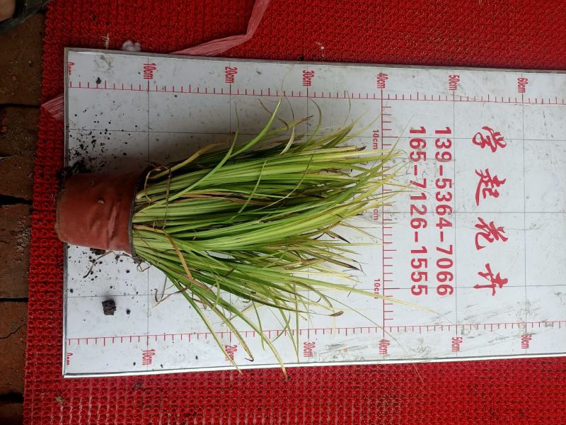 金叶石菖蒲青州学起花卉基地直销一手货源
