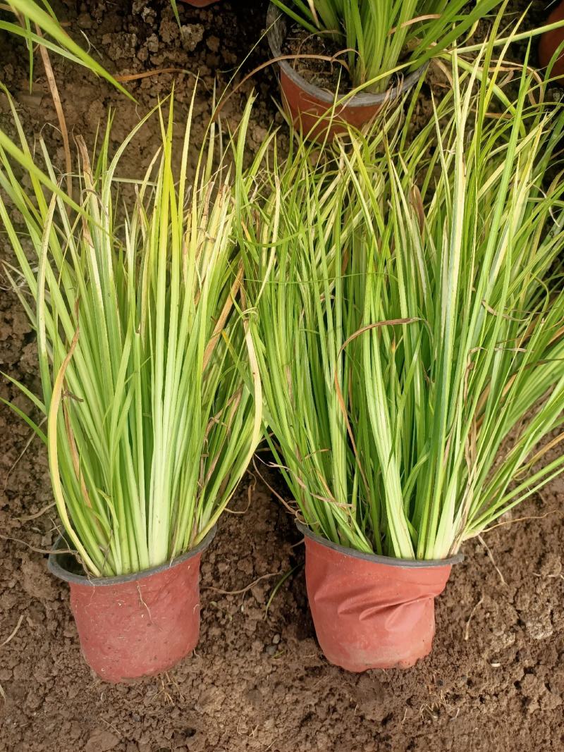 金叶石菖蒲青州学起花卉基地直销一手货源