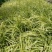 金叶石菖蒲青州学起花卉基地直销一手货源