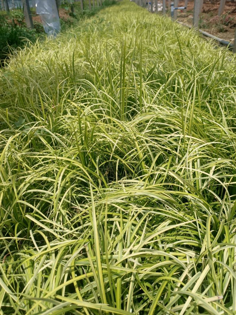 金叶石菖蒲青州学起花卉基地直销一手货源