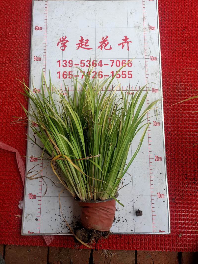 金叶石菖蒲青州学起花卉基地直销一手货源