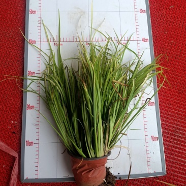 金叶石菖蒲青州学起花卉基地直销一手货源
