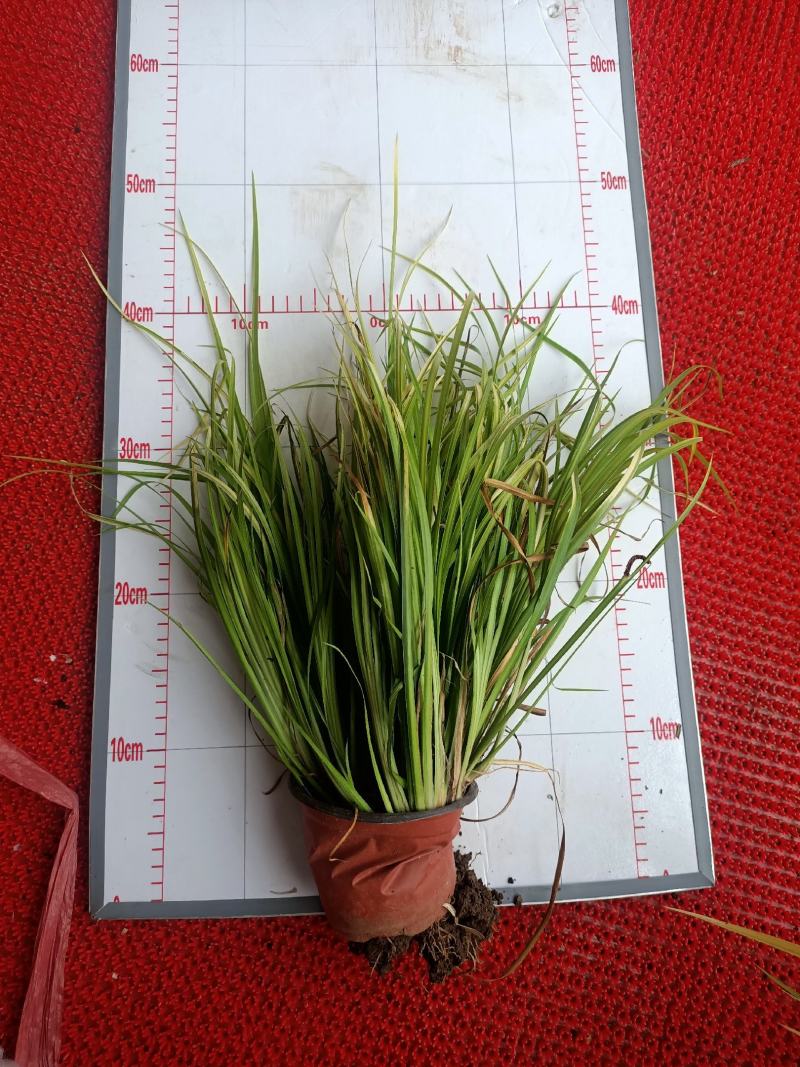 金叶石菖蒲青州学起花卉基地直销一手货源