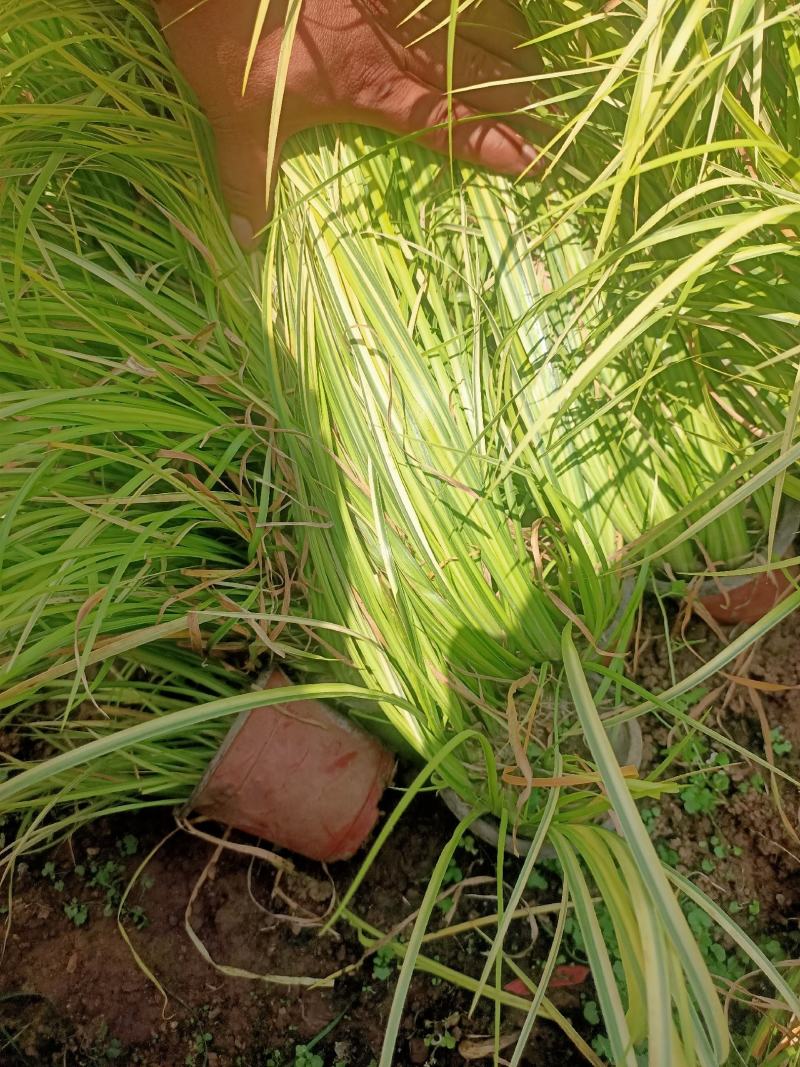 金叶石菖蒲青州学起花卉基地直销一手货源