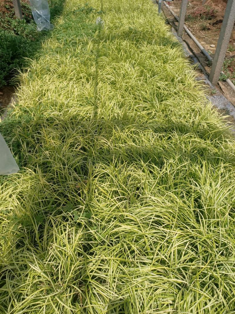 金叶石菖蒲青州学起花卉基地直销一手货源