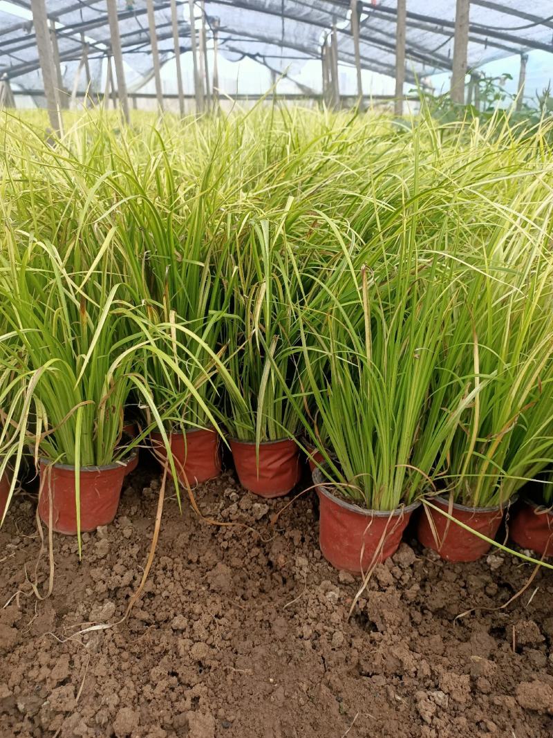 金叶石菖蒲青州学起花卉基地直销一手货源