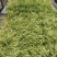 金叶石菖蒲青州学起花卉基地直销一手货源