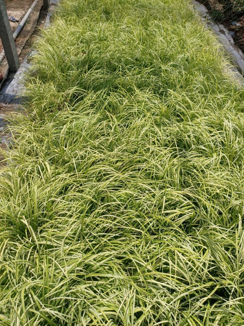 金叶石菖蒲青州学起花卉基地直销一手货源