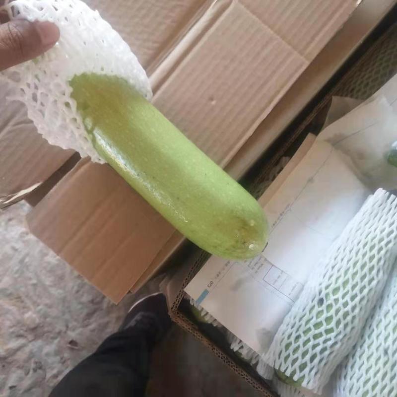河北精品西葫芦瓜形直颜色亮全国供应欢迎老板选购