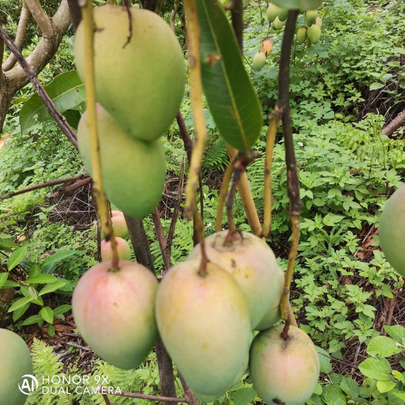 大台农小台农桂七芒果