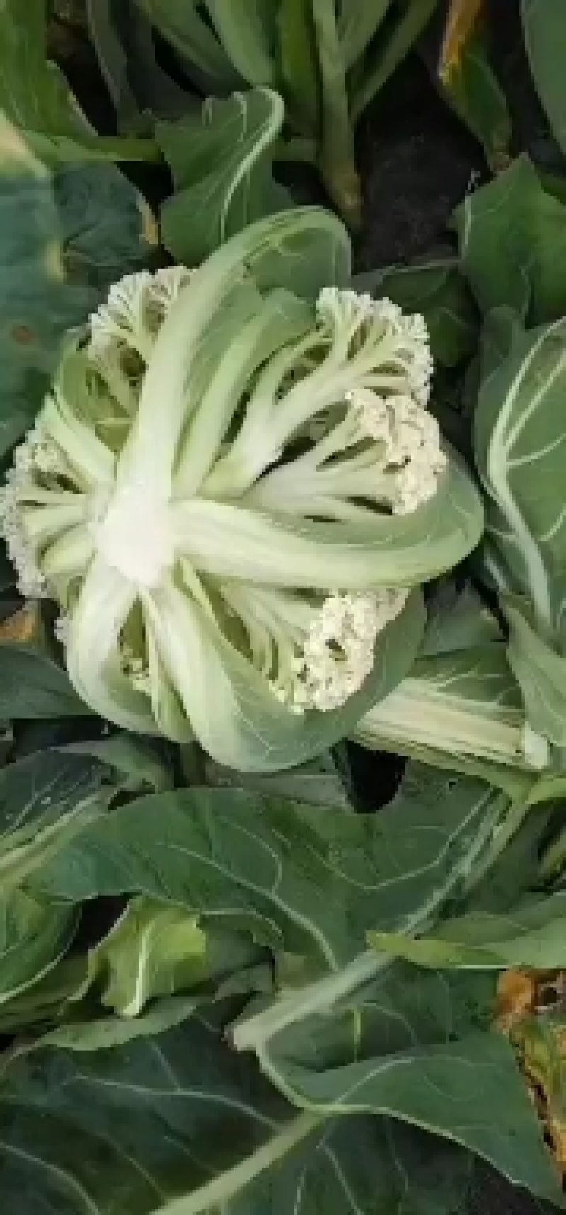 有机花上市