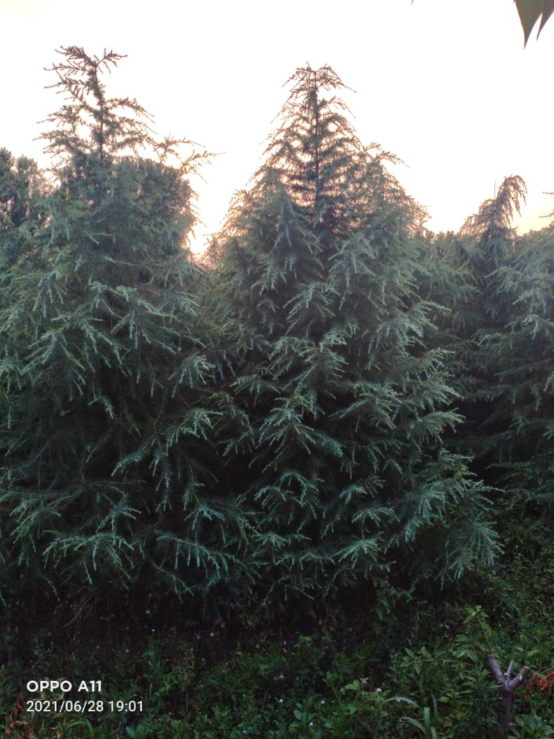 山东省潍坊大冠幅雪松出圃，需要的联系，基地值供，量大质优