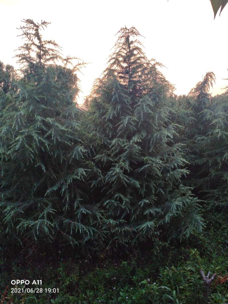 山东省潍坊大冠幅雪松出圃，需要的联系，基地值供，量大质优