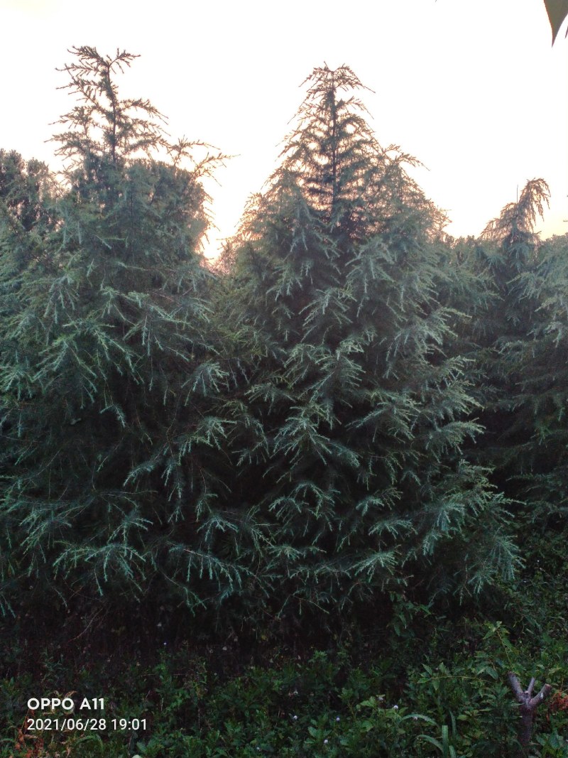 山东省潍坊大冠幅雪松出圃，需要的联系，基地值供，量大质优