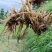 正宗野生干大蓟大蓟根刺菜