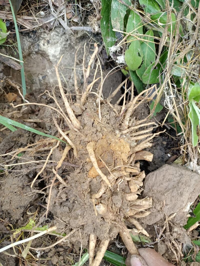 正宗野生干大蓟大蓟根刺菜