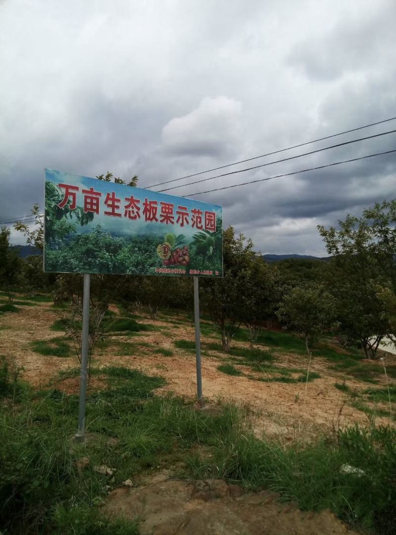 2023云南板栗刺球上市电商一件代发油栗板栗嫩板栗刺球