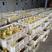 大白沙鹅苗晥普鹅苗常年孵化常年出售包运送保成活率