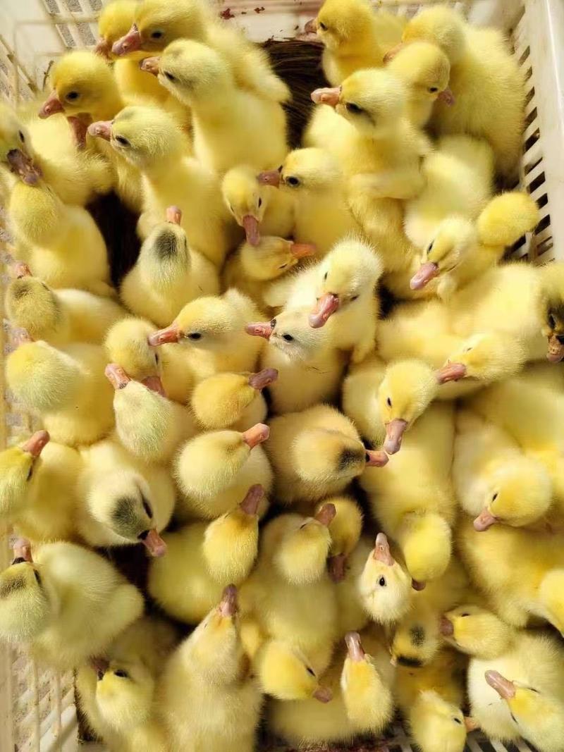 大白沙鹅苗晥普鹅苗常年孵化常年出售包运送保成活率