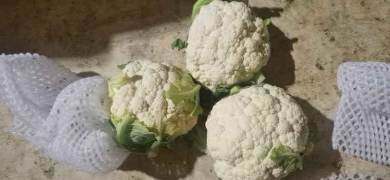 菜花，实花，大量有货，需要的老板速度联系了