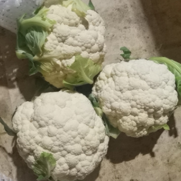 菜花，实花，大量有货，需要的老板速度联系了