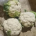 菜花，实花，大量有货，需要的老板速度联系了