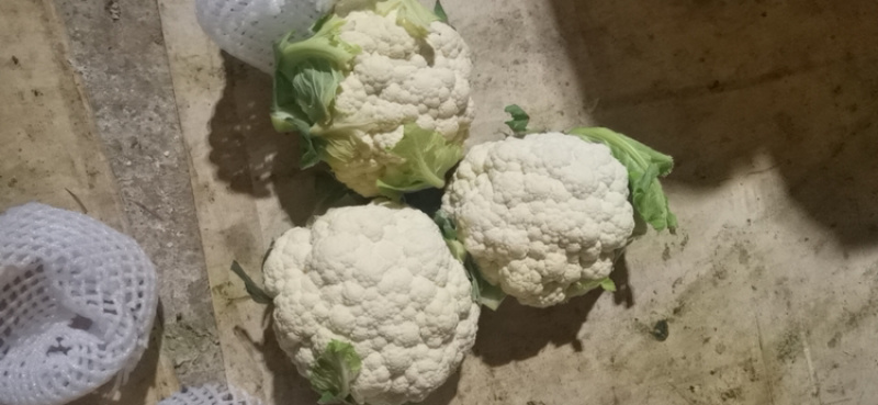 菜花，实花，大量有货，需要的老板速度联系了