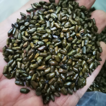 决明子熟决明子产地直销量大从优包邮到家做枕头饮水