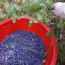 东北大兴安岭天然蓝莓干都柿干果干250g包邮