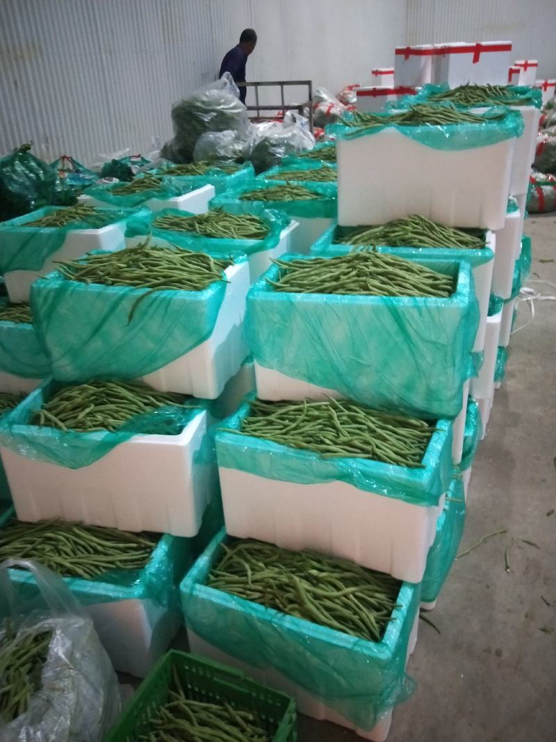 精品无丝豆
