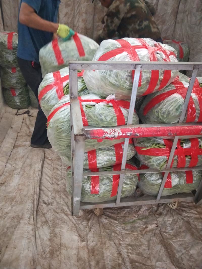 精品无丝豆