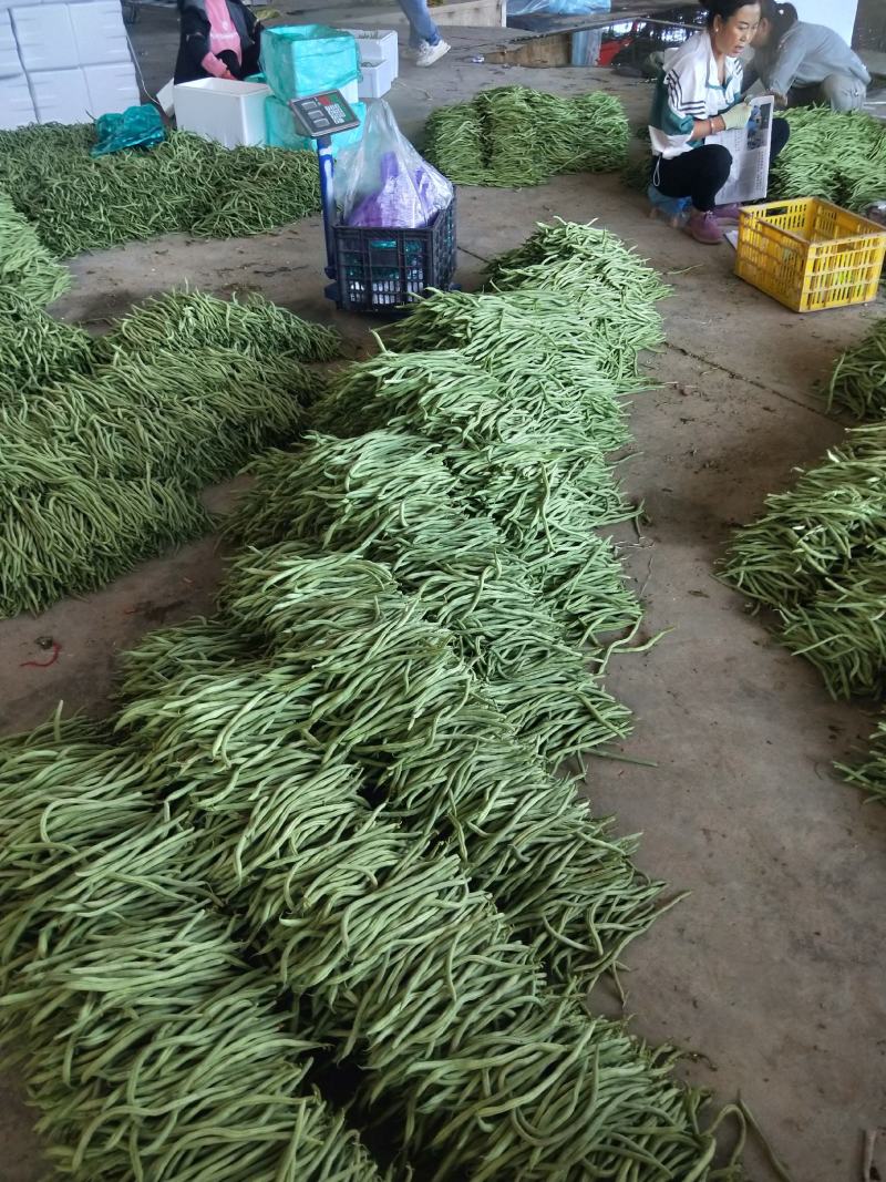 精品无丝豆