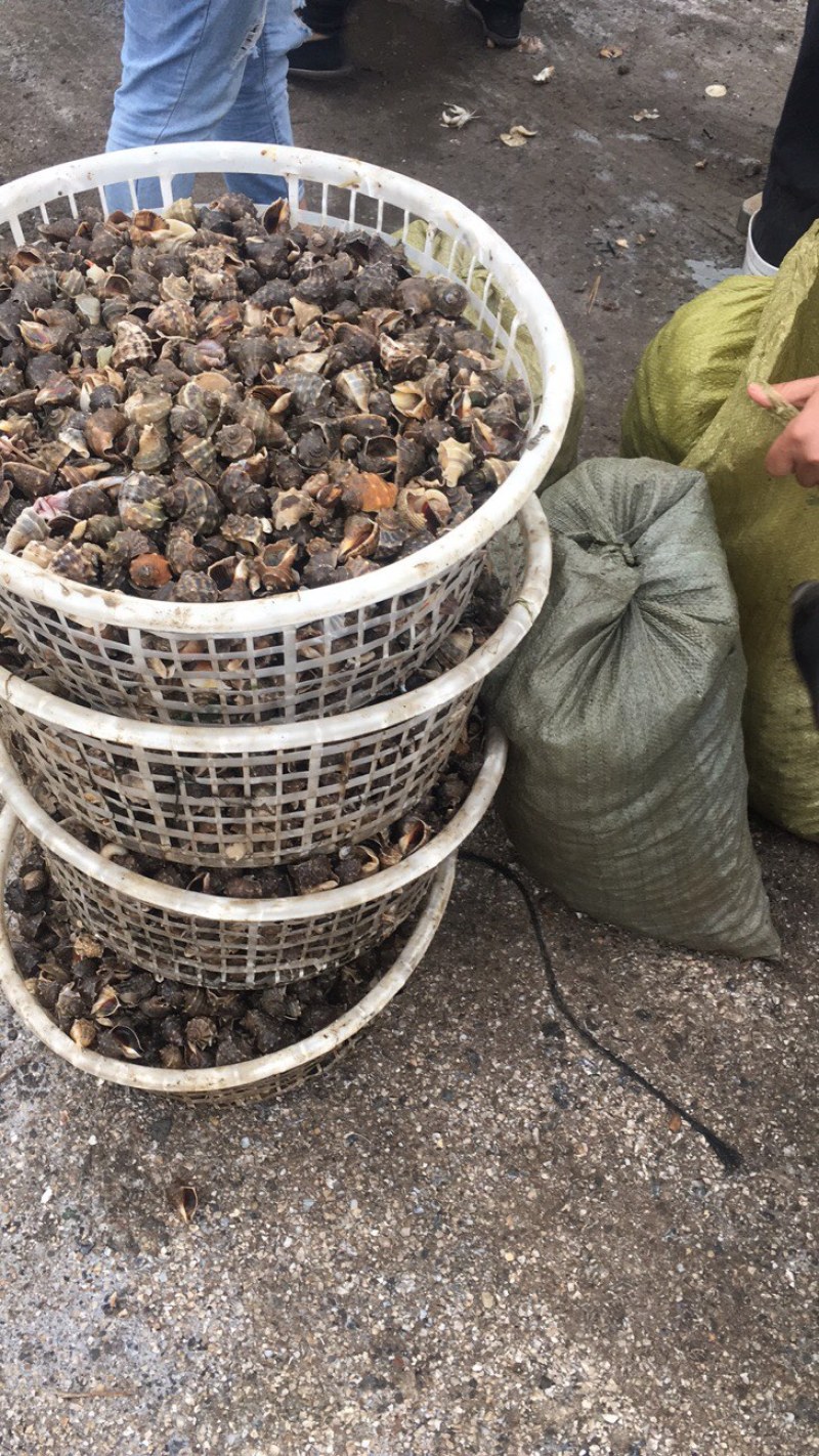 渤海湾潜水员手摸海螺地龙海螺大量批发需要的老板来吧