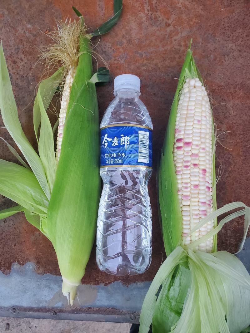 甜玉米泰系，小花932