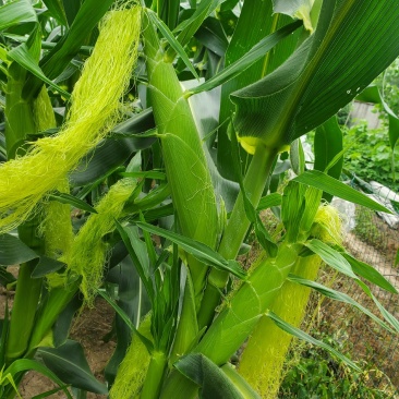 甜玉米泰系，小花932