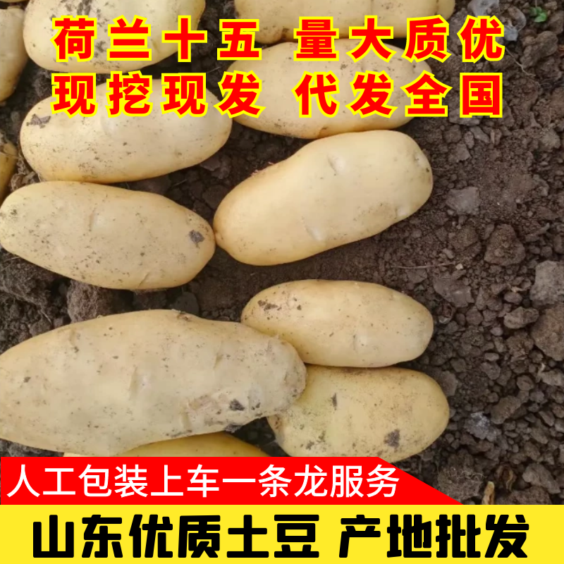 优质山东省青岛平度市荷兰十五土豆，大量上市中