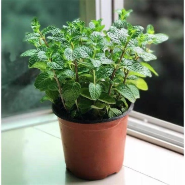 薄荷盆栽可食用迷迭香百里香草叶办公室内绿植物盆栽驱蚊净化