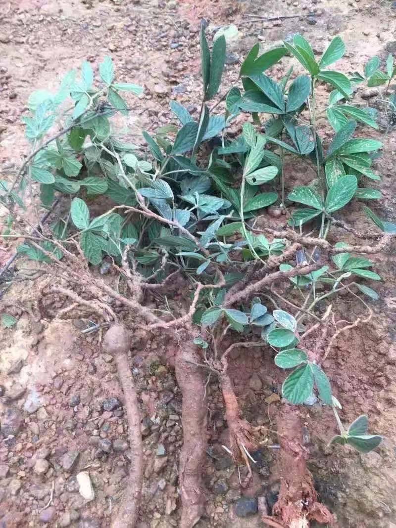 小叶千斤拔鲜货干货出售