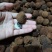 桂味荔枝干，急需处理500斤左右库存当季荔枝干