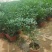 【蚊子克星】九里香花卉盆栽浓香四季开花七里香驱蚊植物室内
