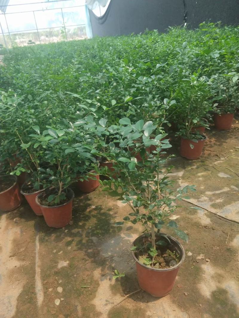 【蚊子克星】九里香花卉盆栽浓香四季开花七里香驱蚊植物室内