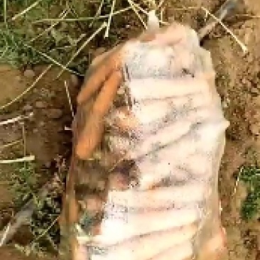 三红萝卜，量大，柏乡2000亩基地